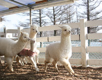 那須那須アルパカ牧場