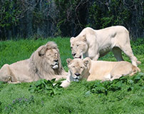 那須サファリパーク